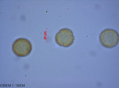 ISEM 1/Ranunculus_sardous_27608/Ranunculus_sardous_27608_0001(copy)_thumb.jpg